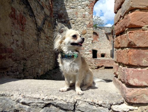 Leopoldskapelle in der Mannersdorfer Wüste mit Hund